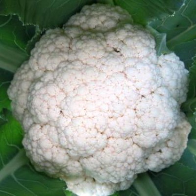 Omaxe Cauliflower F1 Him Daksh-65 (50 seeds)